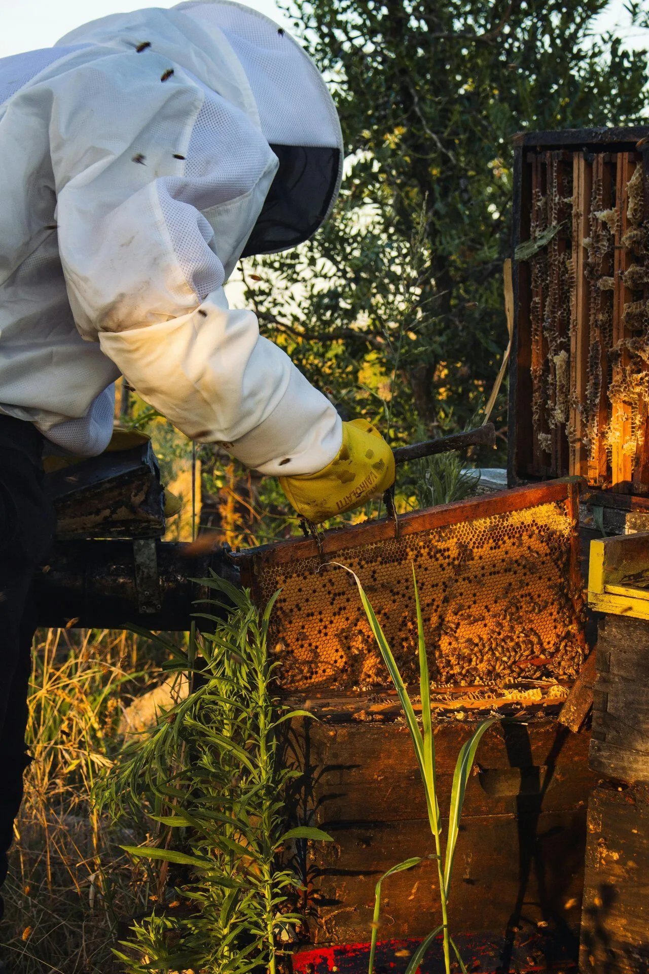 Beekeeper inspecting frame