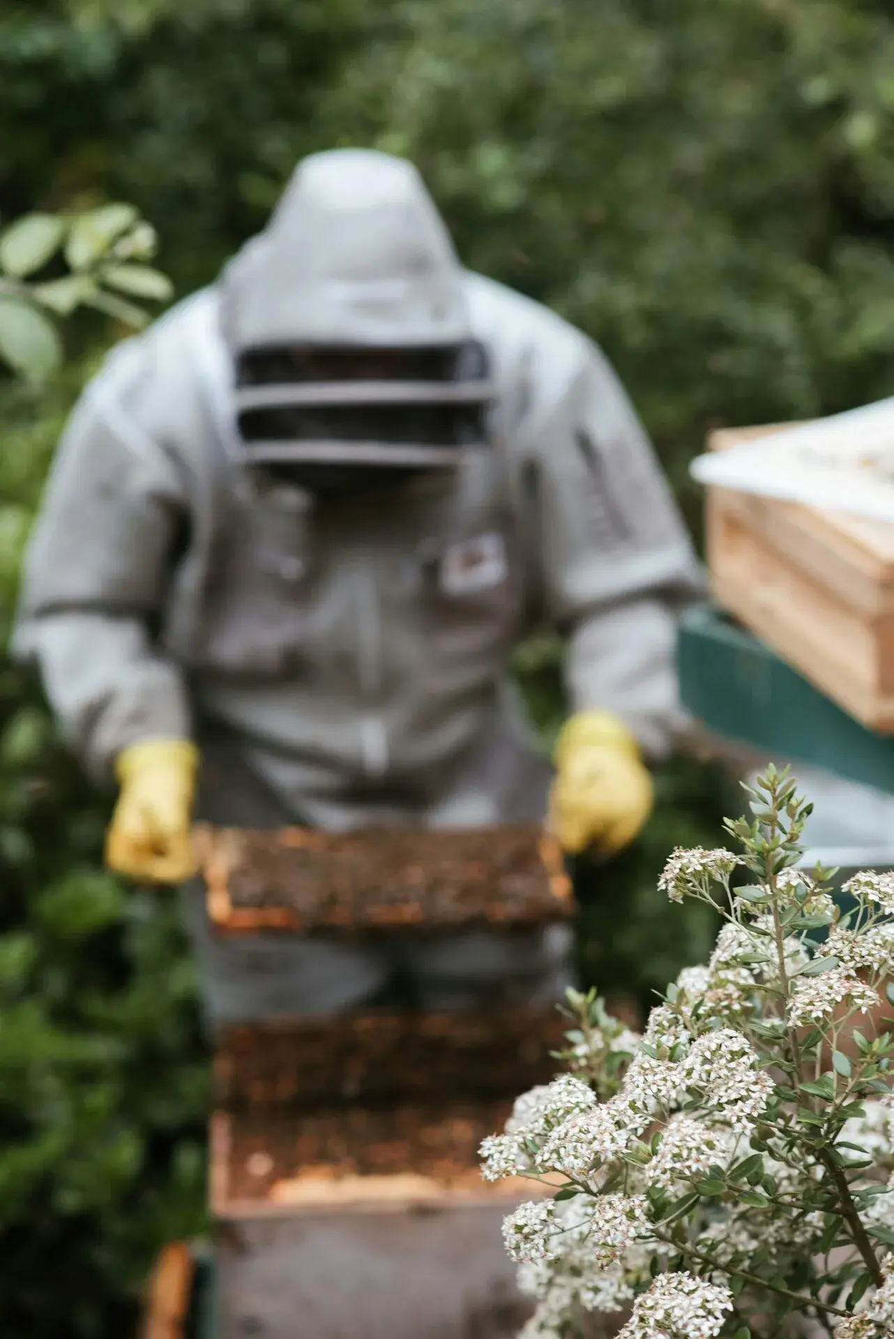 Beekeeper at work