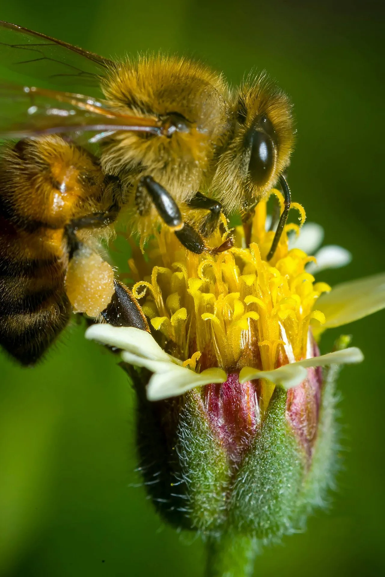 Queen bee on frame